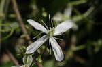 Leatherleaf clematis